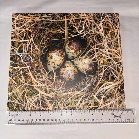 Cornell Labs Ornithology The Living Bird Nature Photography Hardcover Book 2015 - Picture 1 of 11